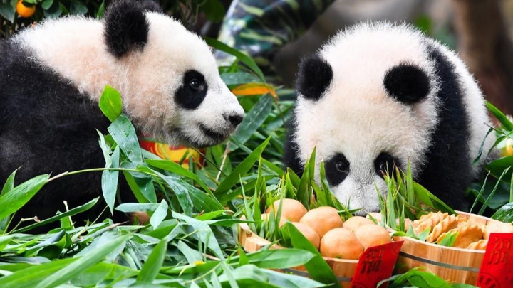 Pandas gigantes aproveitam presente especial do Festival da Primavera em parque de Guangzhou