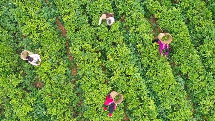 Longlin de Guangxi desenvolve indústria de chá para sair da pobreza
