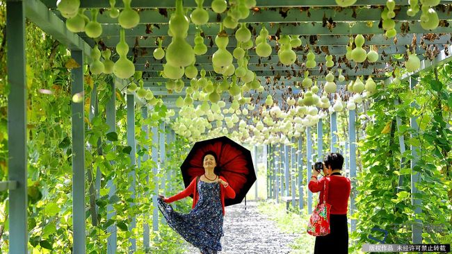 Сад лагенарий в пекинском районе Миюнь