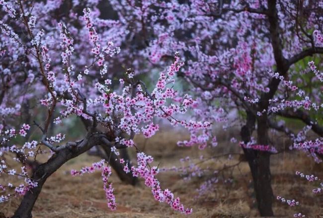 Цветы персика в районе Пингу столицы Китая