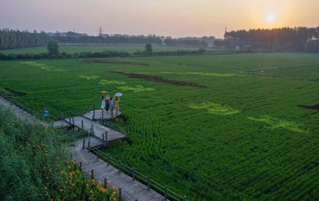 Лучшее время для наслаждения красотой рисовых полей в г. Тайчжоу