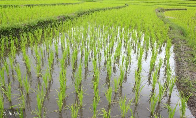 Китайские ученые раскрыли секрет адаптации риса к холодному климату 