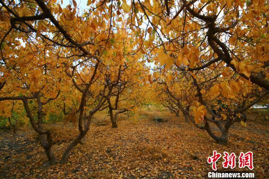 Осенние сады Синьцзяна 