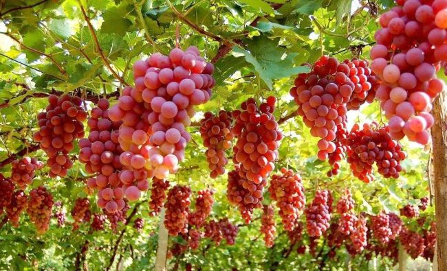 Виноградная долина «Путаогоу» 