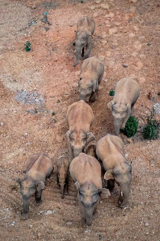 Миграция слонов