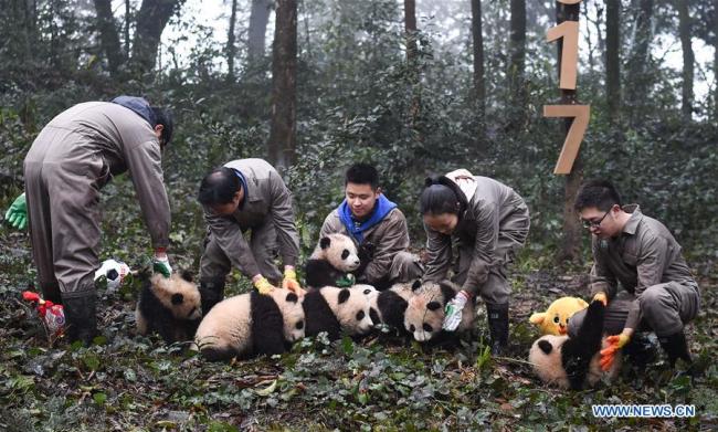  چین کا پانڈا کے لے بین الصوبائی قومی پارک کی تعمیر کا فیصلہ