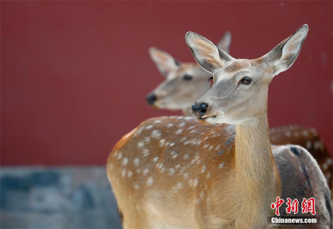  بیجینگ کے شاہی میوزیم میں " سکا" ہرن کی عوام کے لیے رونمائی