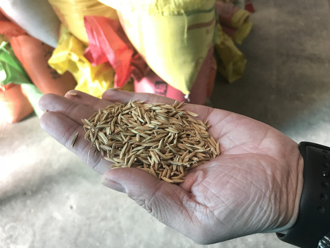 جنوبی چین کے صوبے گوانگ تنگ کے شہر چھینگ یوانگ میں آباد غریب باشندوں کو نامیاتی چاول اگانے سے غربت سے چھٹکارا حاصل کرنے میں مدد ملی ہے