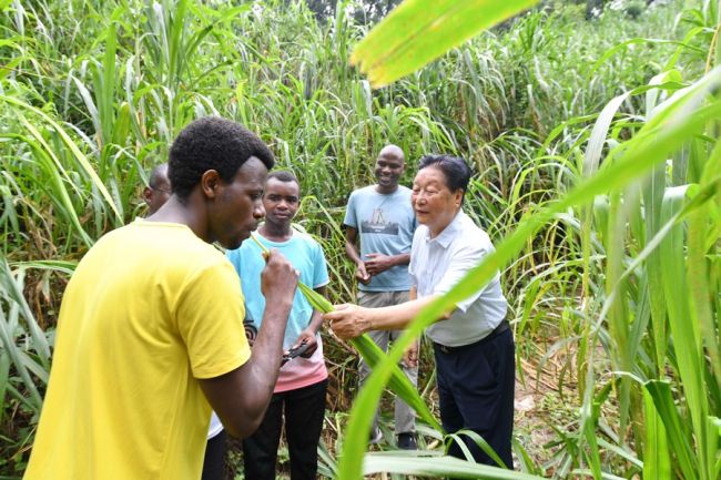 Studenti Obed Niyimbabazi nga Ruanda shijoi barin Juncao të butë në Fuzhou.Fuzhou,kryeqendrën e provincës Fujian të Kinës Lindore, më 12 gusht 2021.Kina ka ndarë teknologjinë Juncao me mbi 100 vende. Qysh nga krijimi i Qendrës Kombëtare të Studimit të Barit Juncao në Universitetin e Agronomisë dhe Pylltarisë të Fujianit, janë përgatitur shumë ekspertë të teknologjisë Juncao për vendet afrikane. /Xinhua