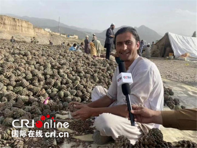 Punëtorë afganë që merren me përpunimin e farave të pishës
