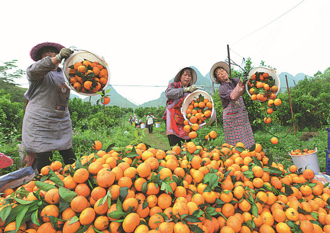 Fermerët korrin portokall në Baise. [Photo/China Daily]