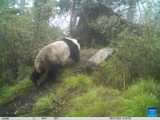 Videofragmenti i xhiruar më 28 maj nga kamera me rreze infra të kuqe tregon një pandë të egër gjigante në Parkun Kombëtar të Pandave Gjigante në provincën Sichuan të Kinës Jugperëndimore./Parku Kombëtar i Pandave Gjigante 