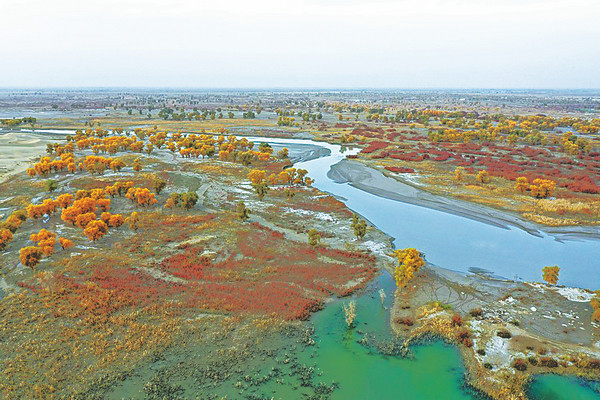 Les topolů eufratských na dolním toku řeky Tarim v čínské Ujgurské autonomní oblasti Xinjiang (Sin-ťiang) ukazuje po tříletém obnovovacím projektu spektrum barev. Fotografie: Zhao Ge (Čao Ke) / Xinhua