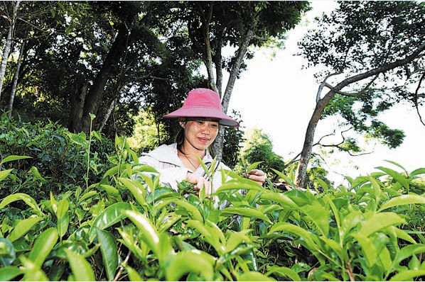 Vesničanka sbírá listy na čajové plantáži ve vesnici Maona (Mao-na) etnické skupiny Li (Li) ve městě Wuzhishan (Wu-č´-šan) v provincii Hainan (Chaj-nan) na jihu Číny. [Fotografie: Tisková agentura Nová Čína / Xinhua]
