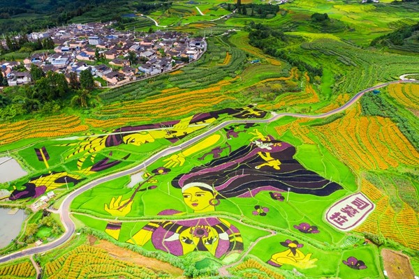 Pestrobarevná rýžová pole ve vesnici. [Fotografii poskytl deník China Daily.]