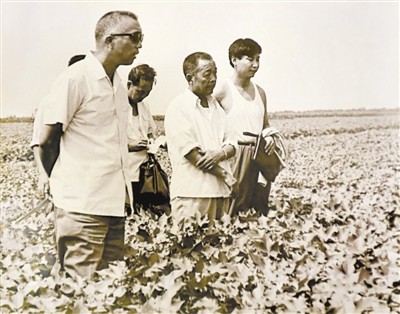 Aŭguste de 1983, por pliigi enspezon de kamparanoj tiama vicsekretario de la komitato de la Partio por la gubernio Zhengding de la provinco Hebei Xi Jinping (dekstre la unua) esploras kotonan produktadon en gubernio Hejian.
