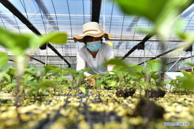 Ένας αγρότης καλλιεργεί μελιτζάνες σε ένα θερμοκήπιο της πόλης Τσινγκτζόου, στην επαρχία Σανντόνγκ της ανατολικής Κίνας, 23 Αυγούστου 2021.