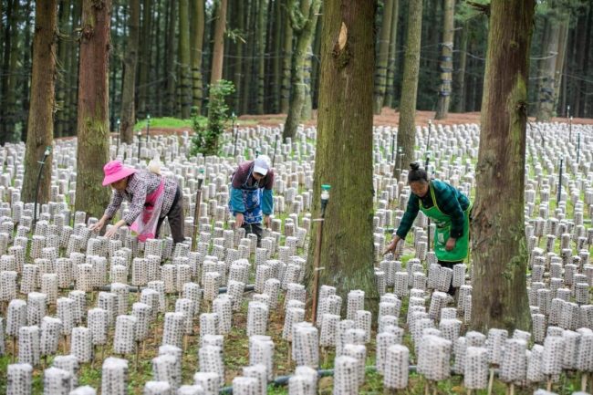 Οι κάτοικοι του χωριού ελέγχουν την ανάπτυξη διάφορων ειδών μανιταριών σε καλλιέργειες κάτω από τα δέντρα στο Χουαζουό της κομητείας Ναγιόνγκ, στην επαρχία Γκουιτζόου της νοτιοδυτικής Κίνας, στις 26 Μαΐου 2021. (People's Daily Online)