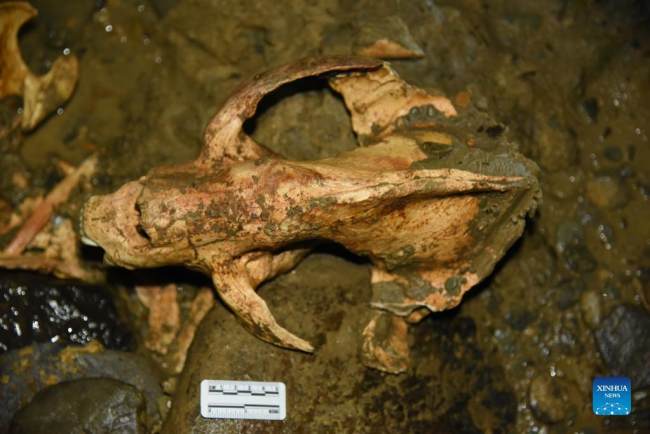 Η αχρονολόγητη φωτογραφία δείχνει ένα απολιθωμένο πάντα που βρέθηκε από ερευνητές από το Ινστιτούτο Ορεινών Πόρων της Ακαδημίας Επιστημών της επαρχίας Γκουιτζόου.