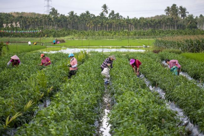Οι αγρότες μαζεύουν πιπεριές τσίλι στην πόλη Τσιονγκχάι, στην επαρχία Χαϊνάν της νότιας Κίνας, 10 Φεβρουαρίου 2022. (Φωτογραφία/Xinhua)