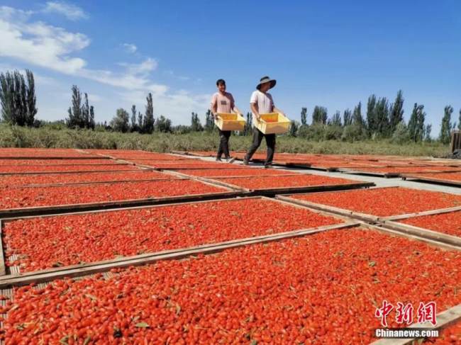 Χωρικοί στεγνώνουν τα γκότζι μπέρι (村民晒枸杞: cūnmín shài gǒuqǐ) στον ήλιο, στην κομητεία Αβάτ, στην αυτόνομη περιοχή Σιντζιάνγκ Ουιγκούρ (新疆维吾尔自治区 : xīnjiāng wéiwú'ěr zìzhìqū) της βορειοδυτικής Κίνας, σε φωτογραφίες από τις 20 Ιουνίου 2022.
