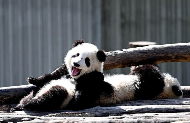 Panda giganti che si crogiolano al sole