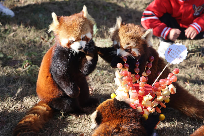 Animais passam o inverno em ambiente aconchegante no parque de safári em Jiangsu