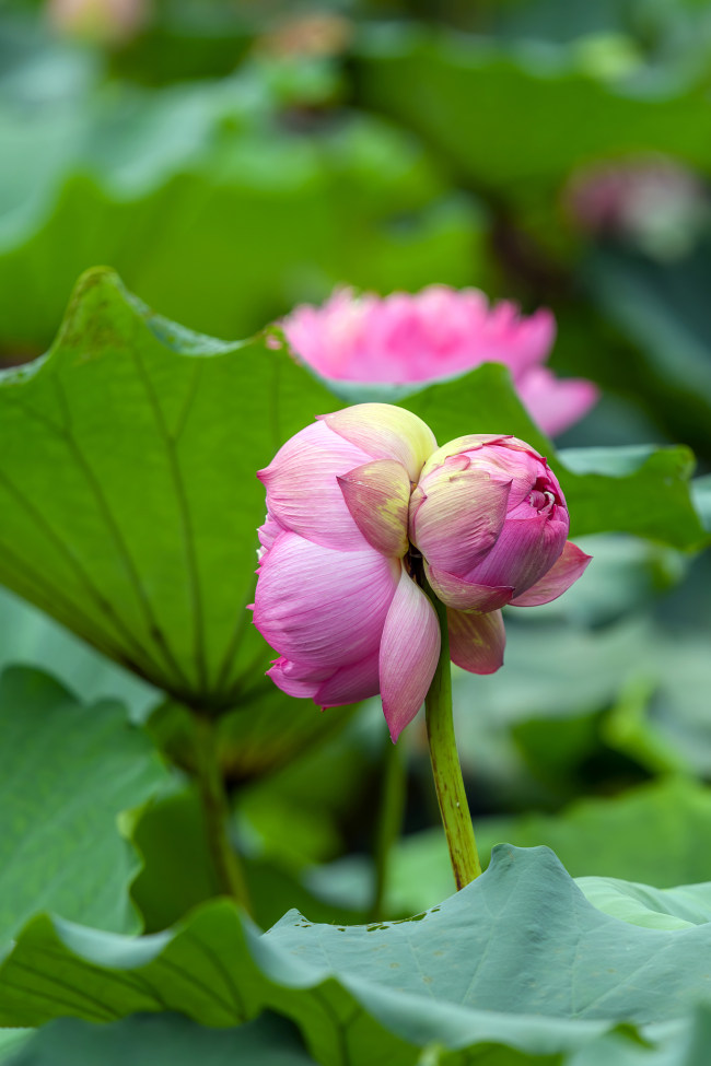 Două flori de lotus împart aceeași tulpină