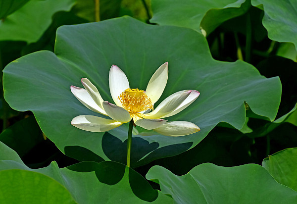 ​Lotus alb, simbolul purității