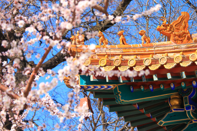 Prolećno cveće cveta u Beihai parku u Pekingu
