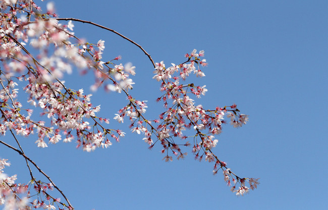 Posle kiše cvetovi trešnje čarobno cvetaju