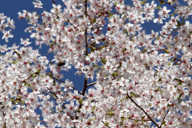 Posle kiše cvetovi trešnje čarobno cvetaju
