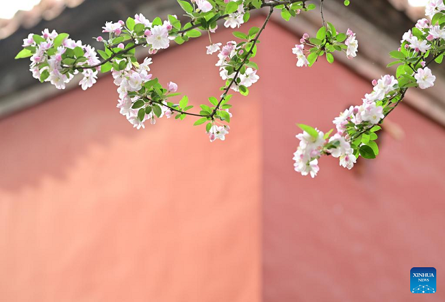 Očaravajući pogled na cvetove begonije u Zabranjenom gradu