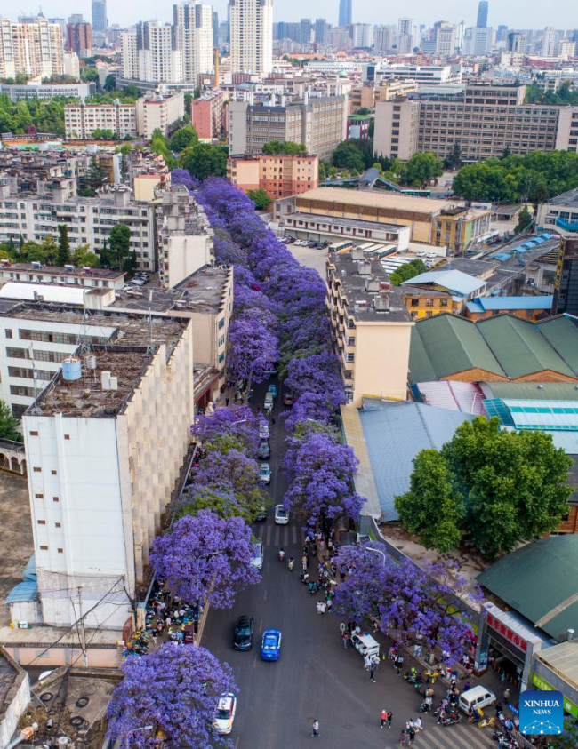 Cvetanje drveća jacarande u Kunmingu