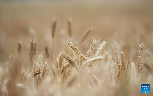 Žetva pšenice u Henanu