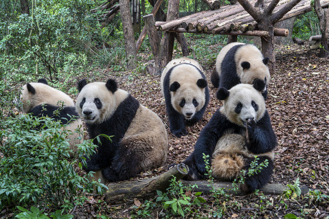 Kako pande provode leto?