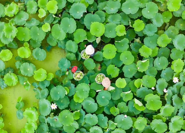 Sadnja lotosa pomaže povećanje prihoda farmera u Đijangsuu