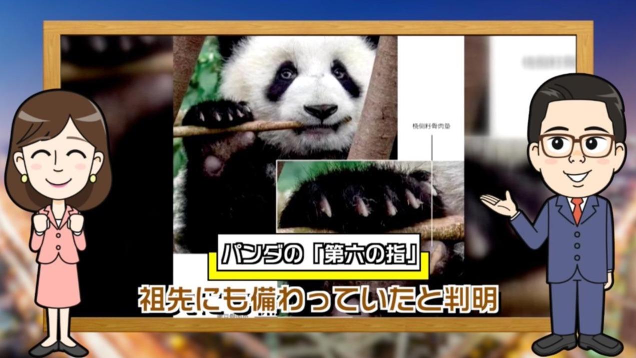 【わかった気になっチャイナ】パンダは竹を、600 万年前から愛してる〜！…ここでクイズです！