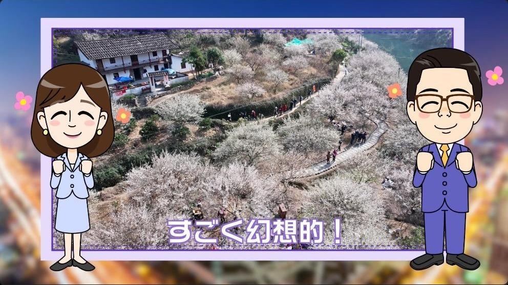 【わかった気になっチャイナ】中国では1月でもお花見ができる！桜や梅が見ごろです