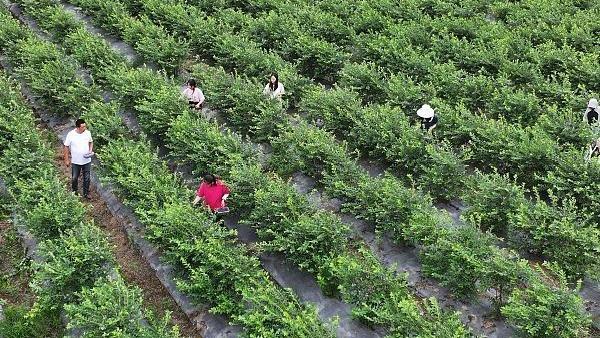 Industri Penanaman Blueberry di Jiangsu
