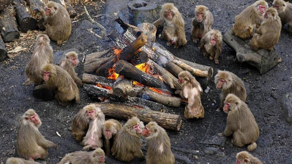 لذت گرمای آتش برای میمون‌های ژاپنی