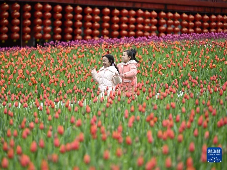 150,000 Tulip Berkembang di Liuzhou