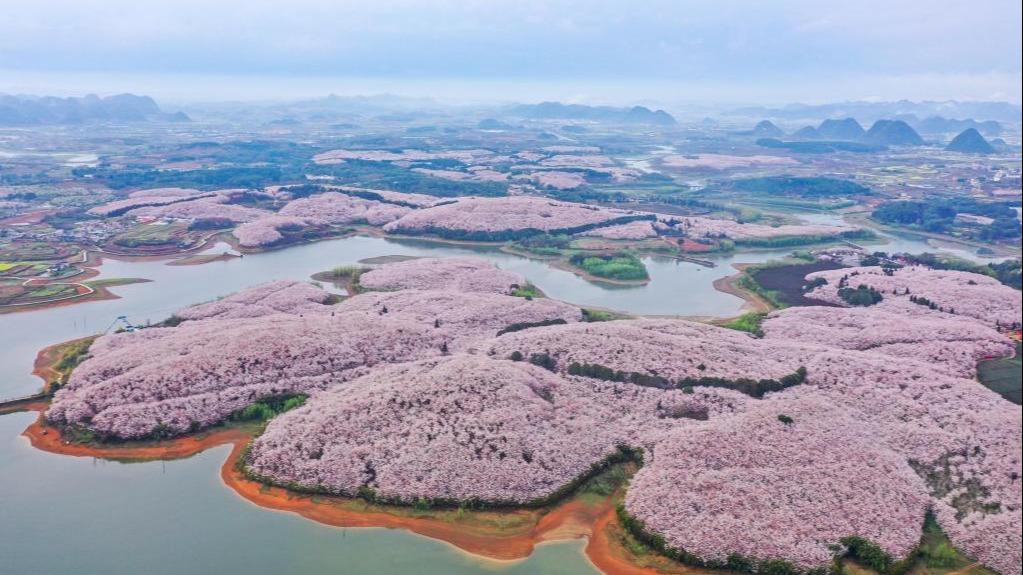خودنمایی شکوفه‌های گیلاس