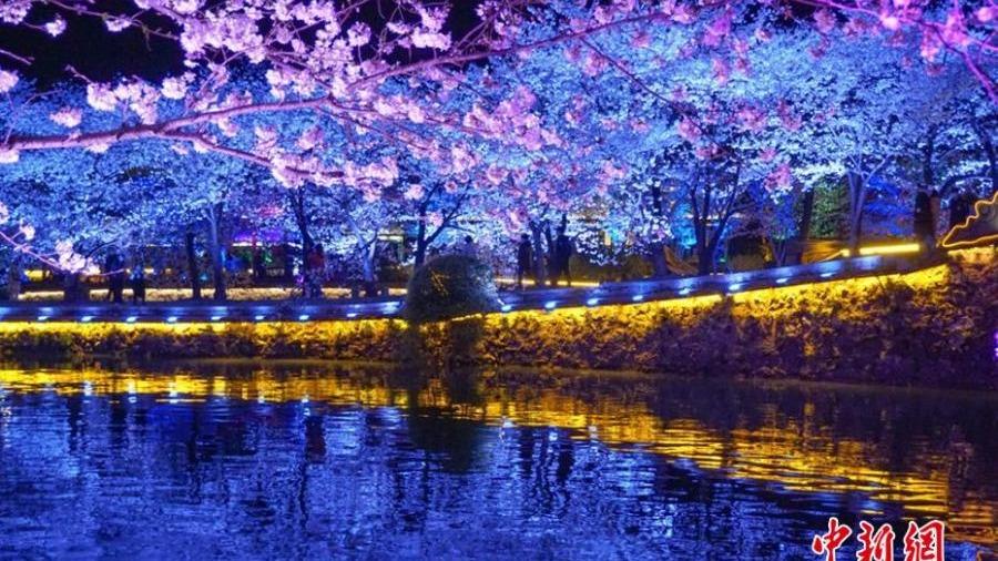 زیبایی دوچندان شکوفه‌های گیلاس در شب‌های استان «جیانگ سو» به روایت تصاویر