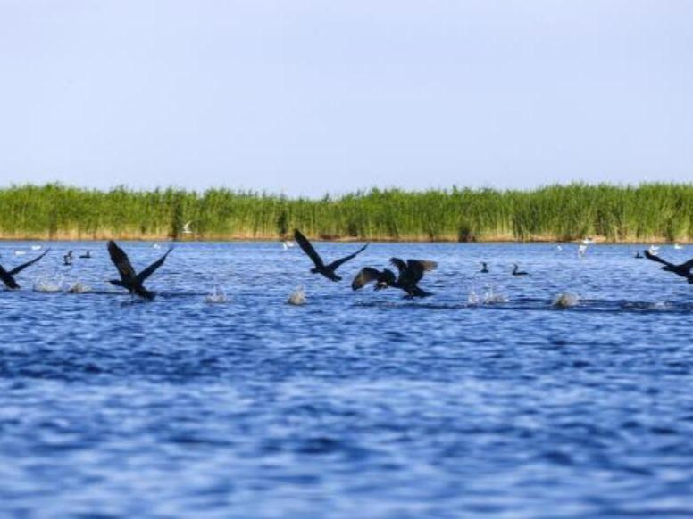 ヨシが茂る水辺で繁殖期迎える水鳥　新疆のボステン湖