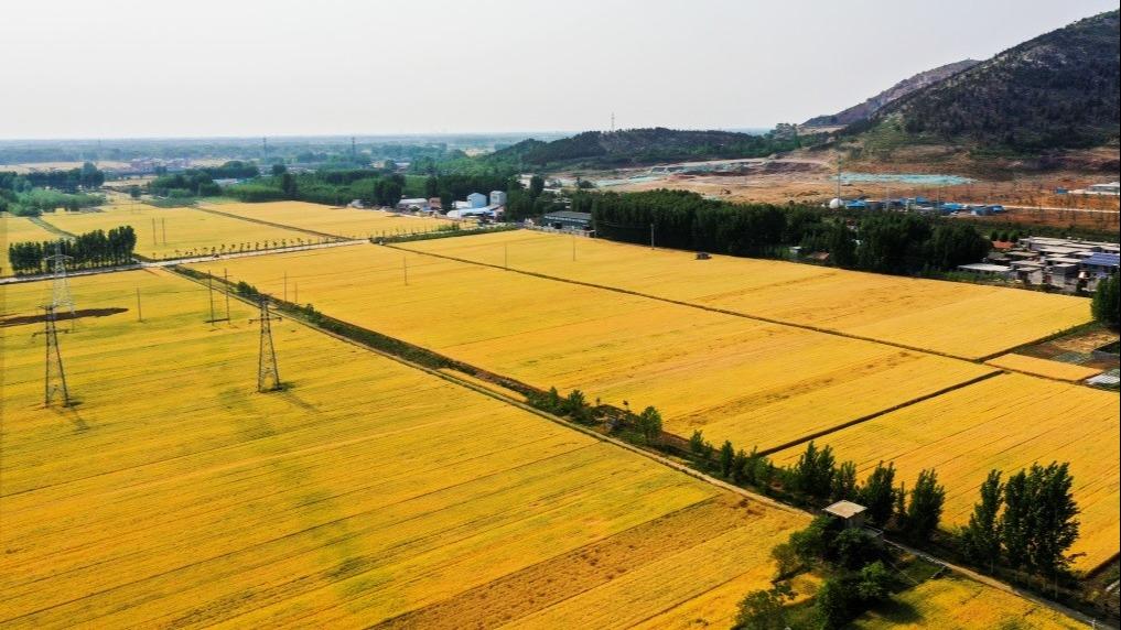 چین در آستانه آغاز فصل برداشت گندما