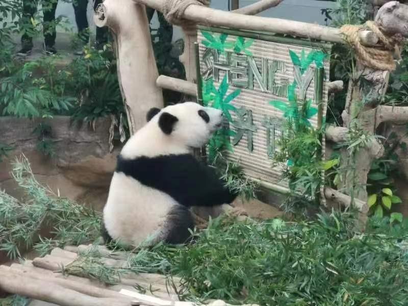 Anak Ketiga Panda Gergasi Dinamakan “Sheng Yi”