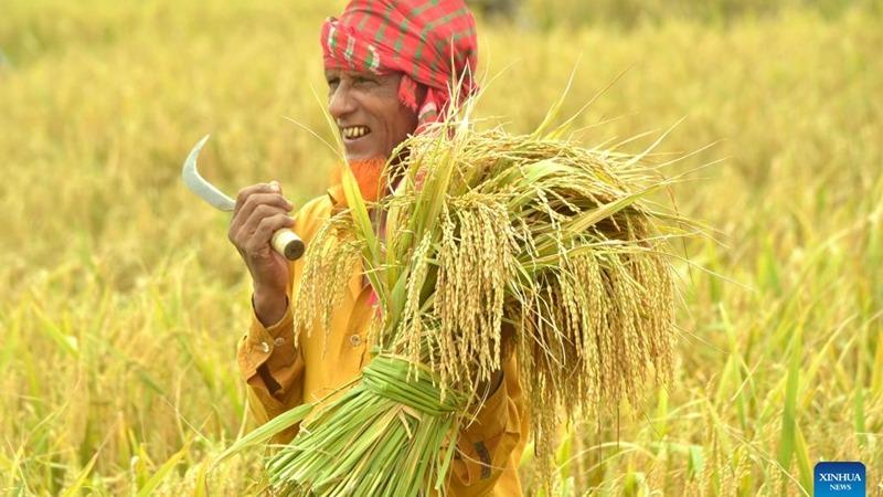 برنجهای پیوندی چینی شکم بنگلادشی‌ها را پر می کند