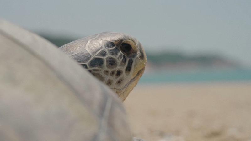 رهاسازی لاک‌پشت‌های دریاییا
