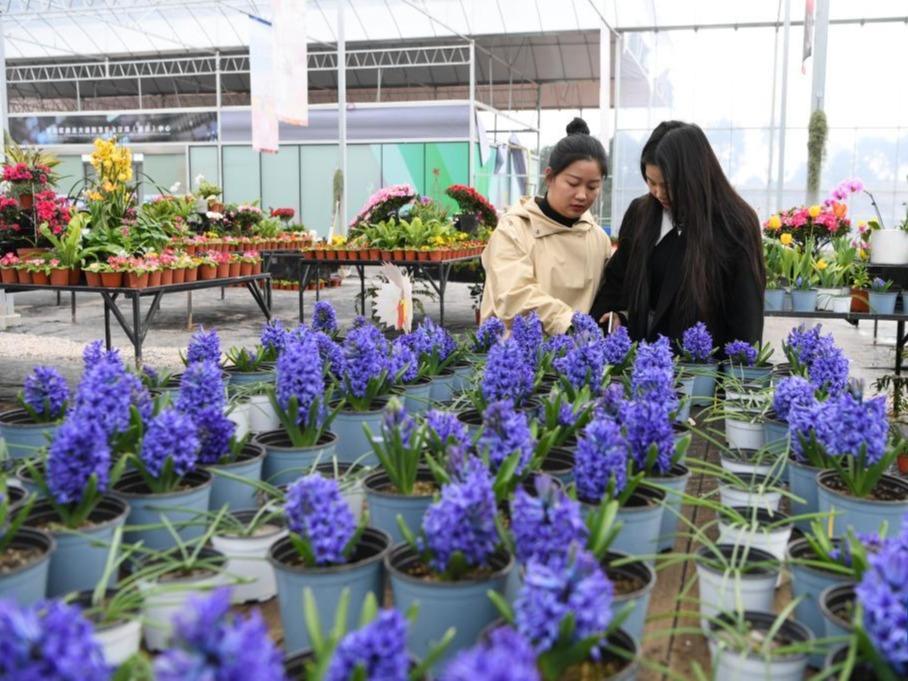 Pembangunan Kebun Agroforestri Moden di Chongqing